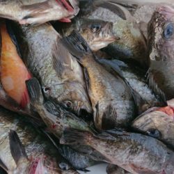 オーフリー 釣果