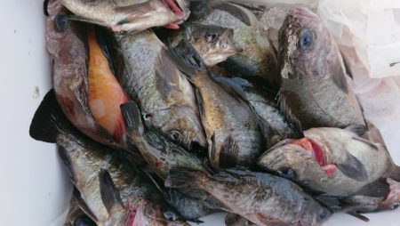 オーフリー 釣果