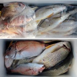 来温丸（らいおんまる） 釣果