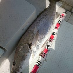 マタウマリンサービス 釣果