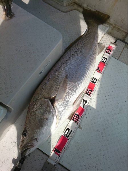 マタウマリンサービス 釣果