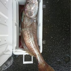 マタウマリンサービス 釣果