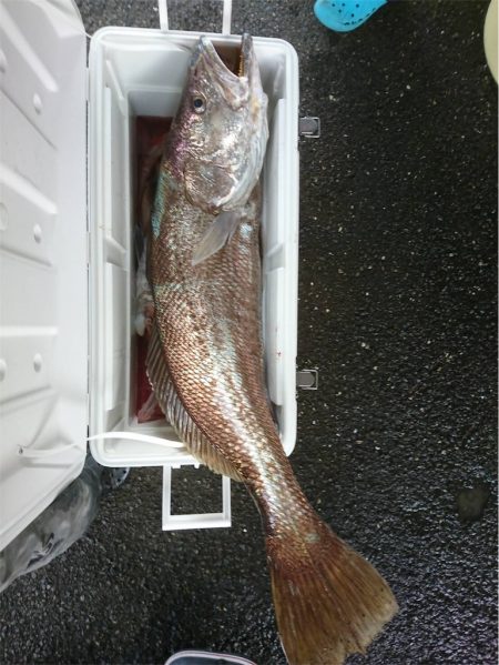 マタウマリンサービス 釣果