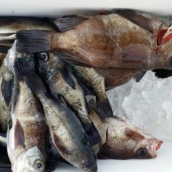 オーフリー 釣果