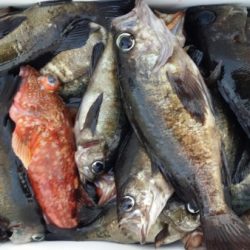 オーフリー 釣果