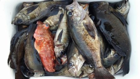 オーフリー 釣果