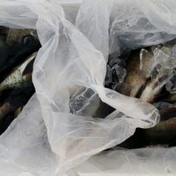 オーフリー 釣果