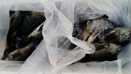 オーフリー 釣果