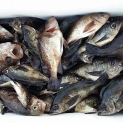 オーフリー 釣果