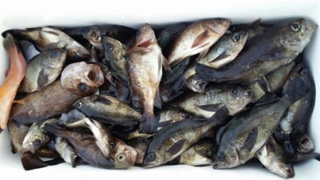 オーフリー 釣果