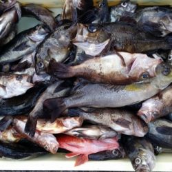 オーフリー 釣果