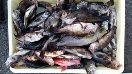 オーフリー 釣果