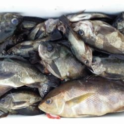 オーフリー 釣果