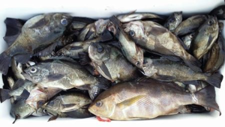 オーフリー 釣果