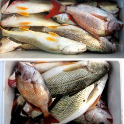 来温丸(らいおんまる) 釣果