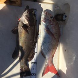 マタウマリンサービス 釣果