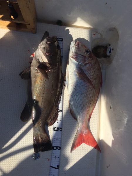 マタウマリンサービス 釣果