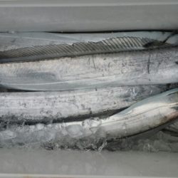 オーフリー 釣果