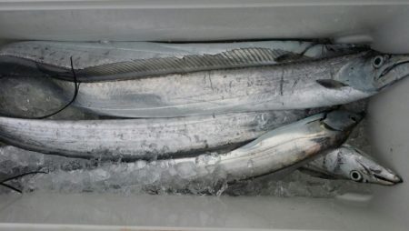 オーフリー 釣果