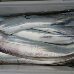 オーフリー 釣果