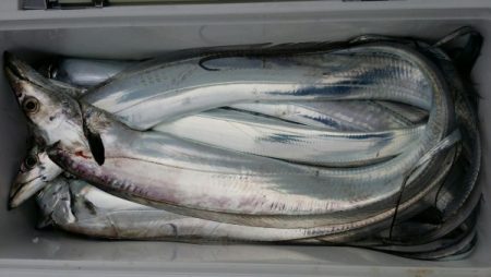 オーフリー 釣果