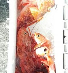 長栄丸(静岡) 釣果