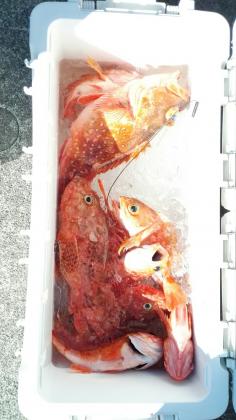 長栄丸(静岡) 釣果