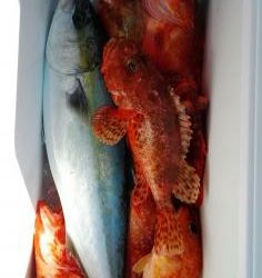 長栄丸(静岡) 釣果