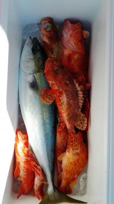 長栄丸(静岡) 釣果