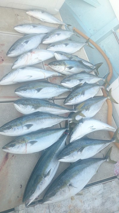 旭星釣りセンター 釣果