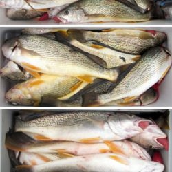 来温丸(らいおんまる) 釣果