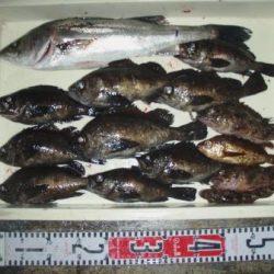 朝日丸 釣果