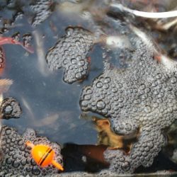 オーフリー 釣果