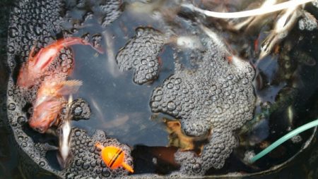 オーフリー 釣果