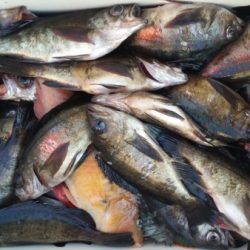 オーフリー 釣果