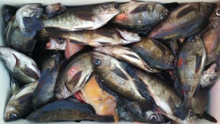 オーフリー 釣果