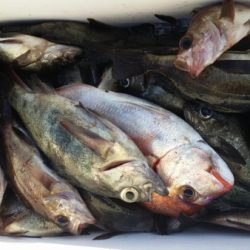 オーフリー 釣果