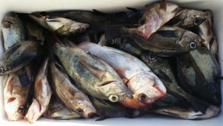 オーフリー 釣果