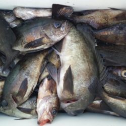 オーフリー 釣果