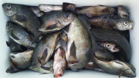 オーフリー 釣果