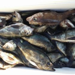 オーフリー 釣果