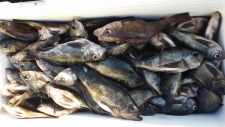 オーフリー 釣果