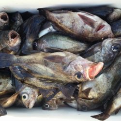 オーフリー 釣果