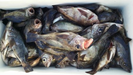 オーフリー 釣果