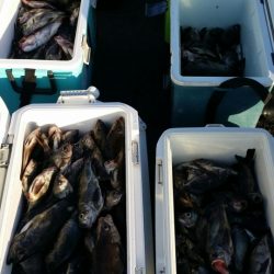 オーフリー 釣果