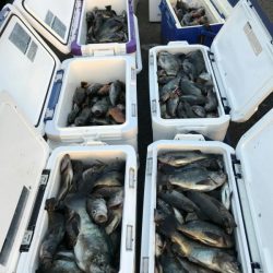 オーフリー 釣果