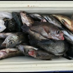 オーフリー 釣果