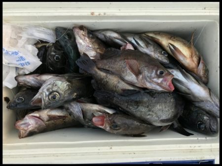 オーフリー 釣果