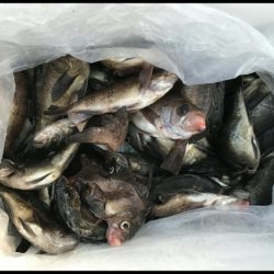 オーフリー 釣果