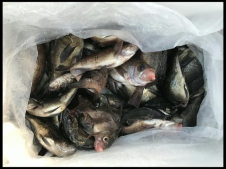 オーフリー 釣果